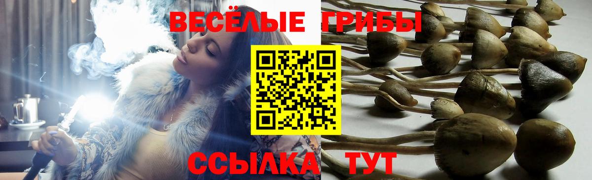 Железногорск  Галлюциногенные грибы MAGIC MUSHROOMS  Вход с VPN  Псилоцибиновые грибы Magic Shrooms 